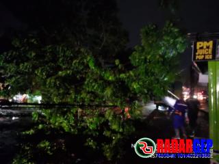 BPBD Pekanbaru Pastikan Sudah Evakuasi Pohon Tumbang Akibat Angin Kencang